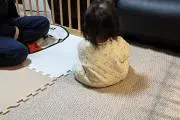 フトリラックマ