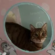 チロ04