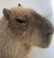 カビパラ★の画像