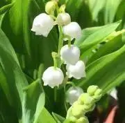 おていの画像