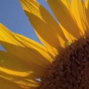 SOL