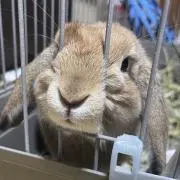まぁちゃん
