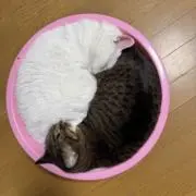 晴風夏紅の画像