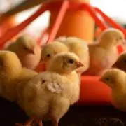 ありむーちょの画像
