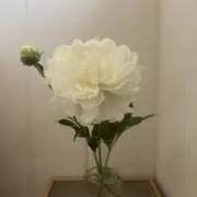 ゆっきーの画像