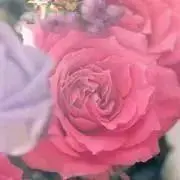 rieの画像