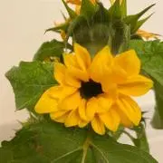 daisukeの画像