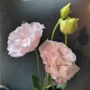 ぷしゅの画像