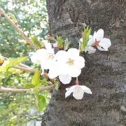 Colza♡　※プロフご一読ください。の画像