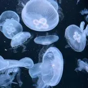 10uveの画像