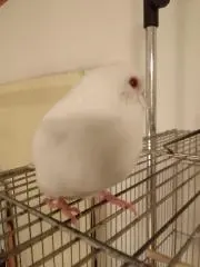 io oi