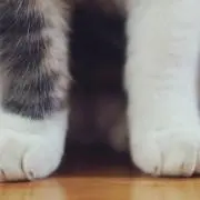 qpの画像