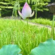 ロンロン13の画像