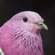 桃色住職の画像