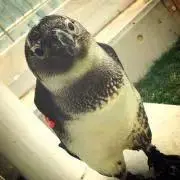 まな