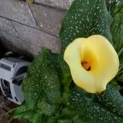 ＴＫの画像