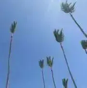 こむぎの画像