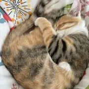 このの画像