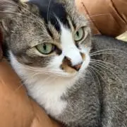 sabanaの画像