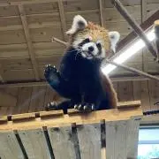 れっさーの画像