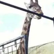きりんの画像