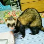 ここ