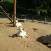 ティーヌ