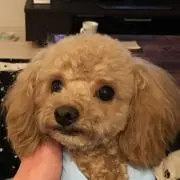 ぶーぶ