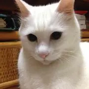 ニャンコの画像
