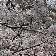 双子ママ