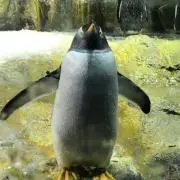さぶちょの画像