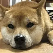 wenyicuteの画像