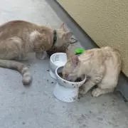 こねこ