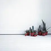 ＭＹ