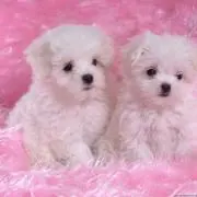 あいす★プロフィール必読の画像