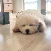 バノ