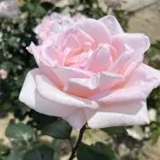 ハナモモの画像