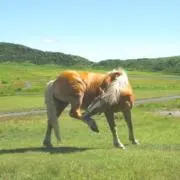 Maaの画像