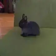 ポコたんの画像