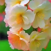 優香の画像