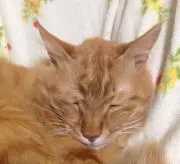 Tantanbichの画像