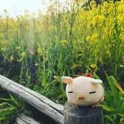 トン吉の画像