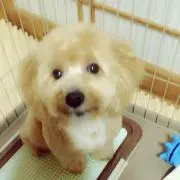 もぷ