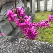 はなの画像