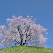 miupiパパ