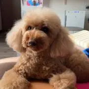 コムギ