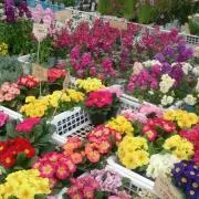 anemone_treeの画像
