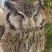はるの画像