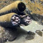 くらげの画像