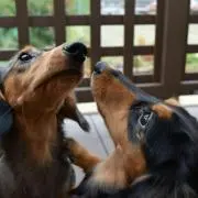 さくらこの画像